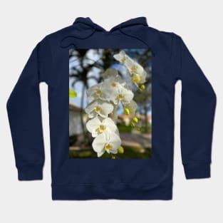 White Orchid With Yellow Hoodie